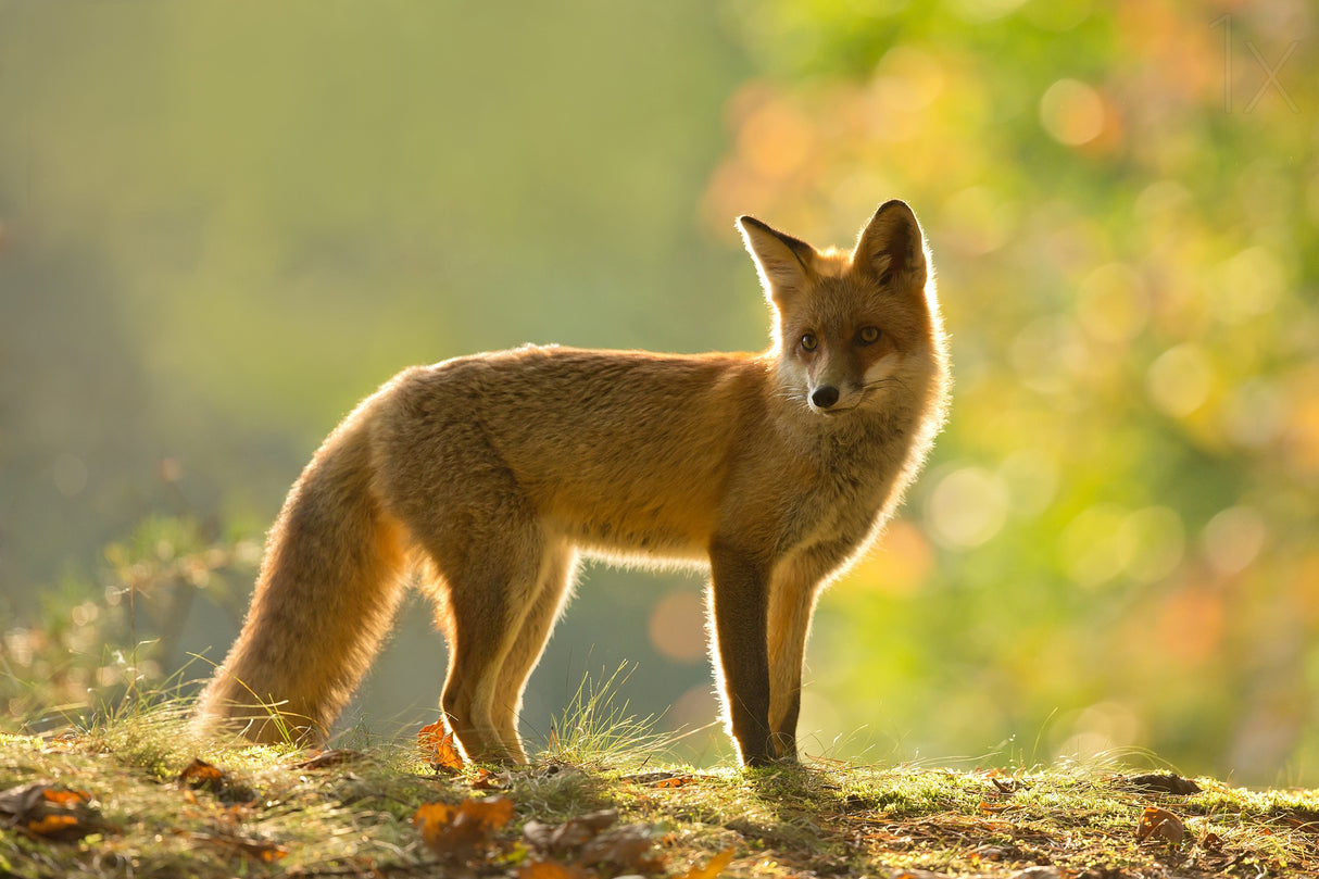 Red fox Poster och Canvastavla