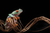 Red Eyed Tree Frog Poster och Canvastavla