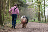 A walk in the woods Poster och Canvastavla