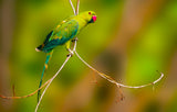 Parrot Poster och Canvastavla