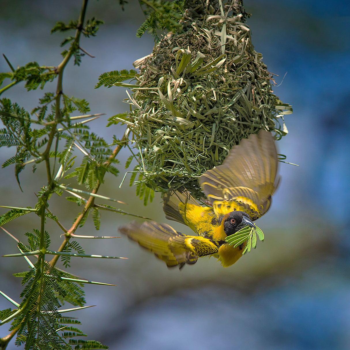 Yellow Weaver Finch Poster och Canvastavla