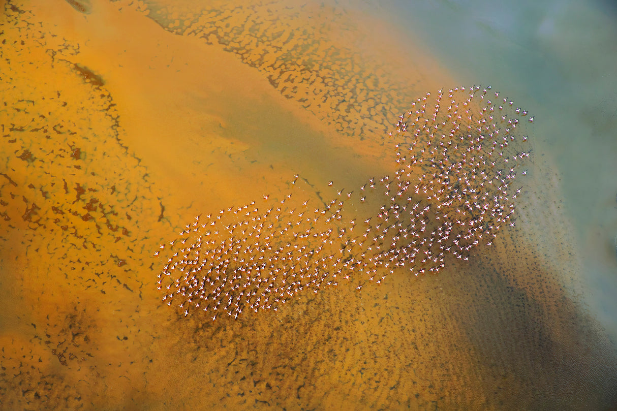 The footprint Poster och Canvastavla