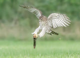 Juvenile Cooper's Hawk playing Poster och Canvastavla