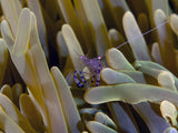 Peeping Shrimp Poster och Canvastavla