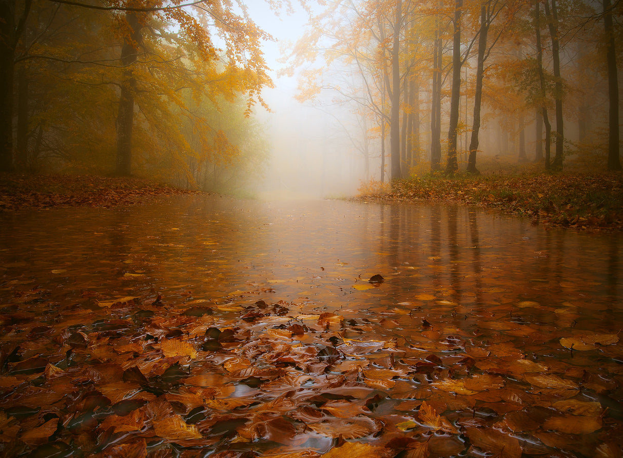 AUTUMN FLOODING Poster och Canvastavla