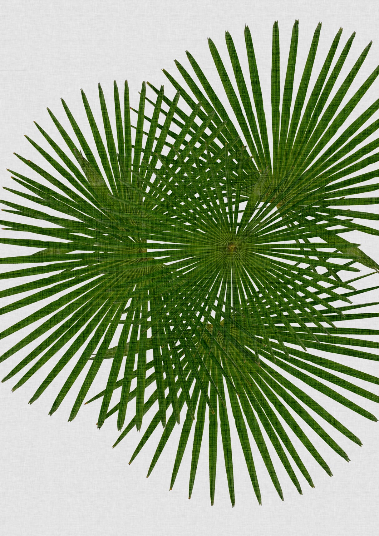 Fan Palm Poster och Canvastavla