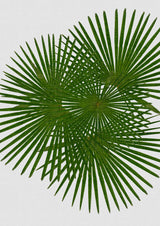 Fan Palm Poster och Canvastavla