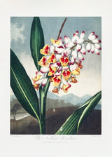 The Nodding Renealmia from The Temple of Flora (1807) Poster och Canvastavla