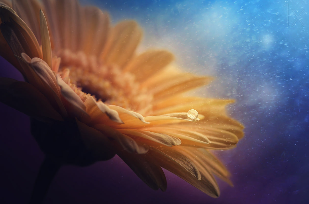 Universe Poster och Canvastavla