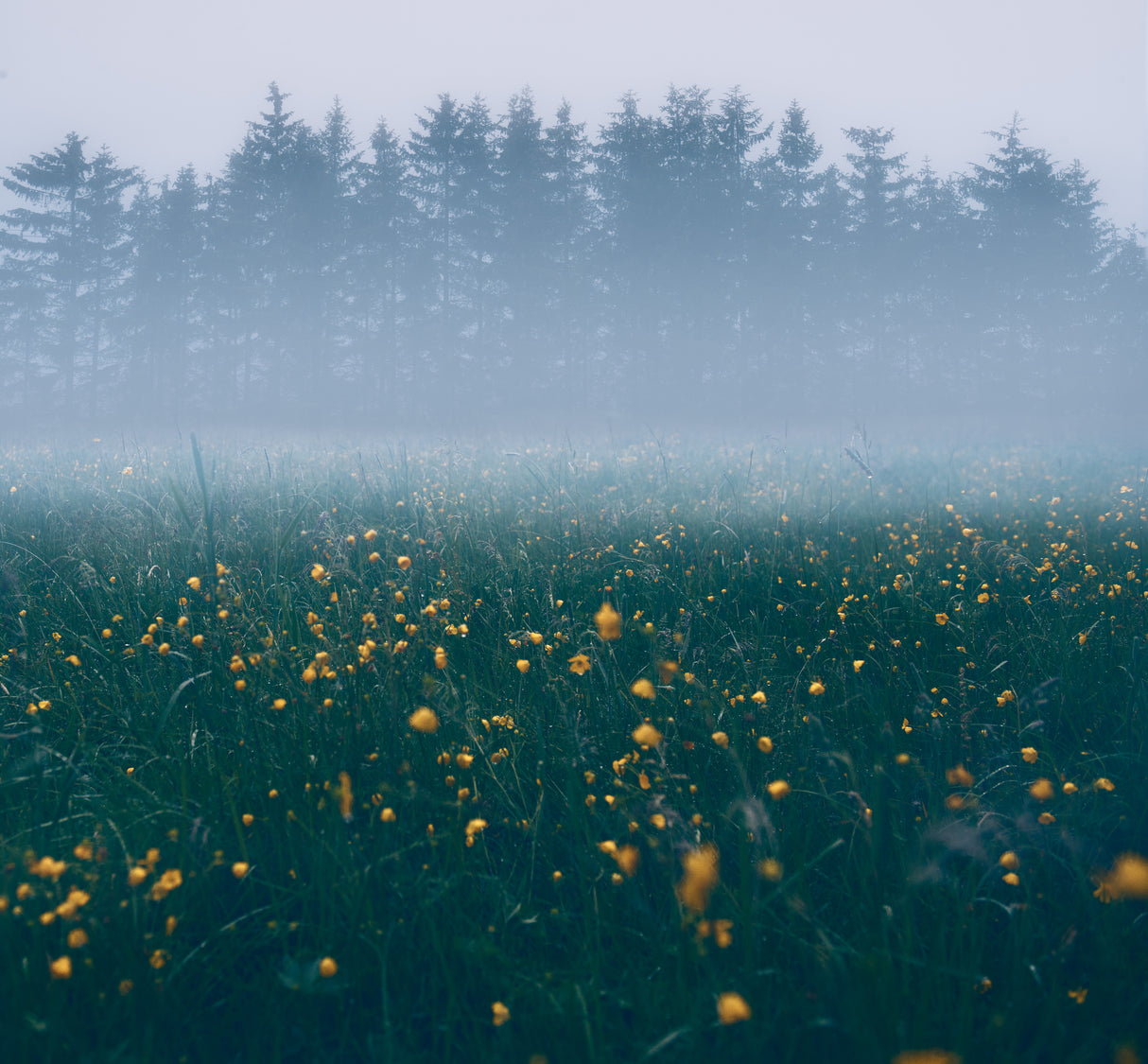 Those foggy mornings Poster och Canvastavla