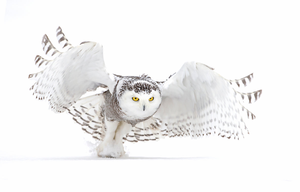 Snowy Owl - Jazz Wings Poster och Canvastavla