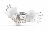 Snowy Owl - Jazz Wings Poster och Canvastavla