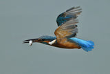 Common Kingfisher Poster och Canvastavla