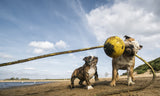 Pull, pull, pull, PULL!! Poster och Canvastavla