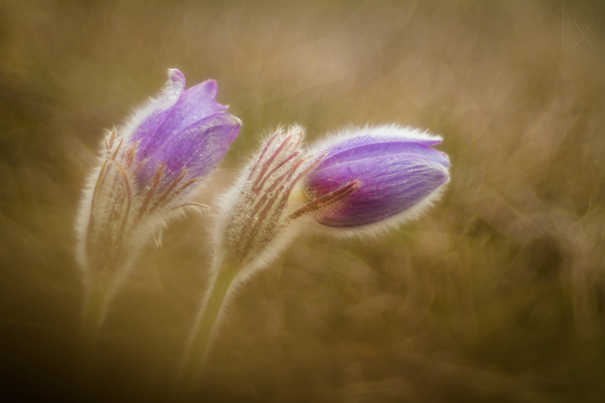 Pulsatilla pratensis Poster och Canvastavla
