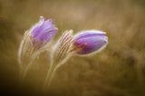 Pulsatilla pratensis Poster och Canvastavla