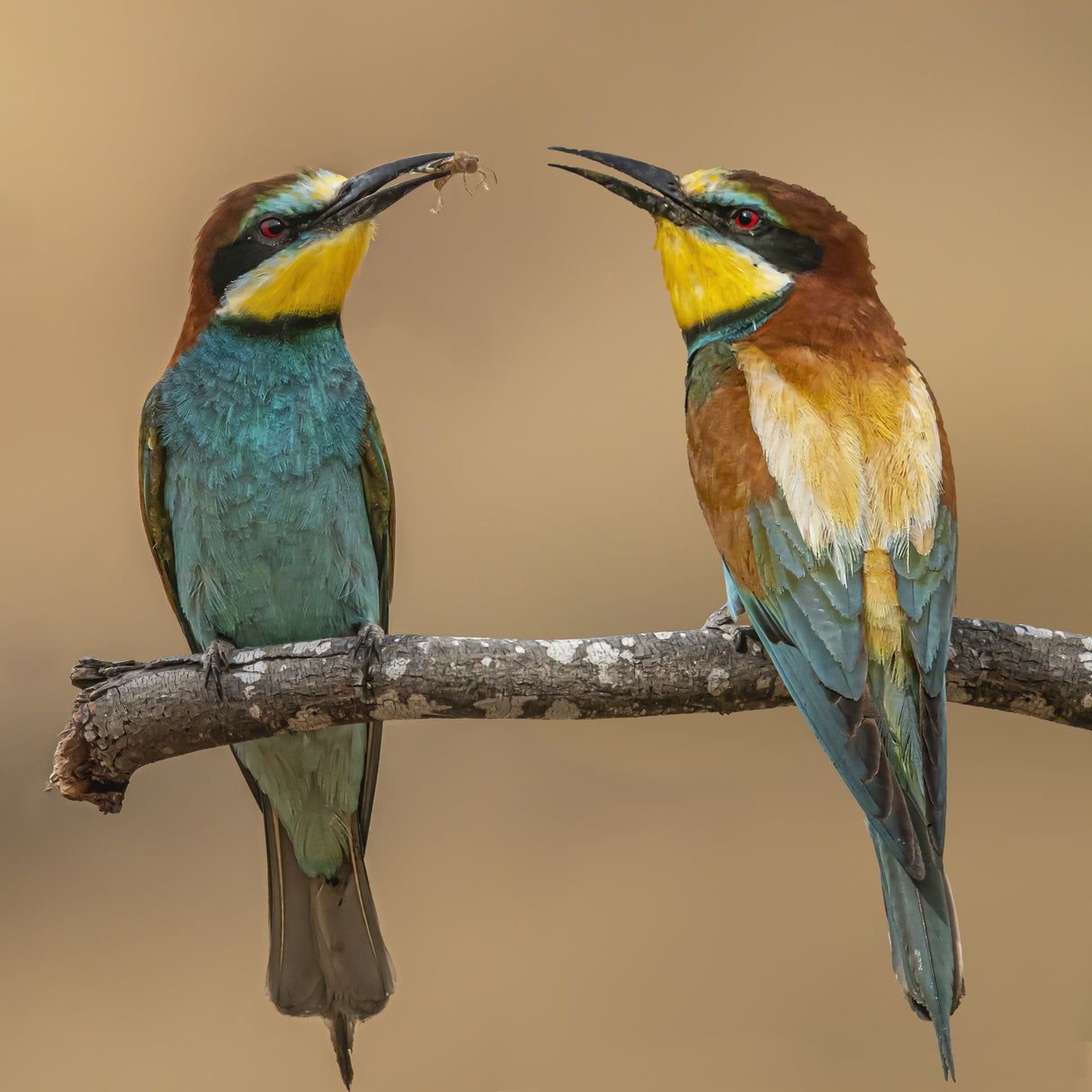 Bee-eaters Poster och Canvastavla