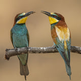Bee-eaters Poster och Canvastavla
