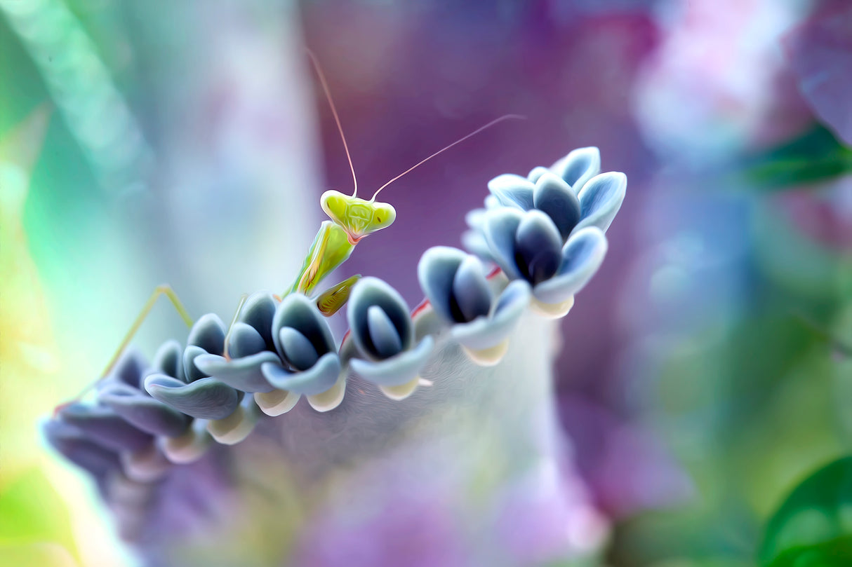 Colorful of Mantis World Poster och Canvastavla