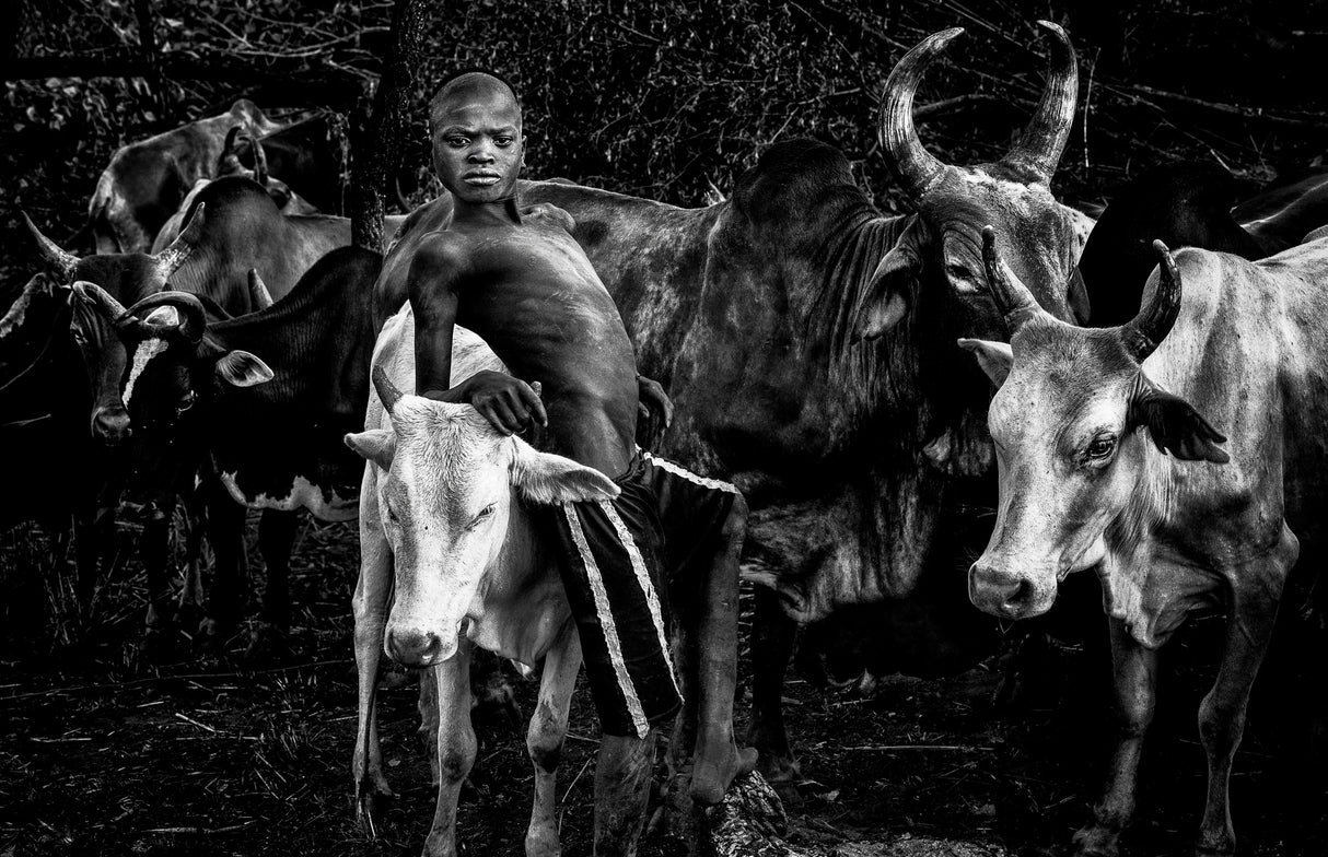 Surma tribe boy taking care of the cattle. Poster och Canvastavla