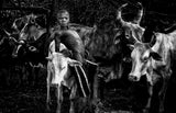 Surma tribe boy taking care of the cattle. Poster och Canvastavla
