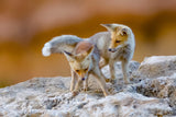 Fox family Poster och Canvastavla