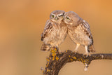 Little owl chick in a moment of brotherhood :) Poster och Canvastavla
