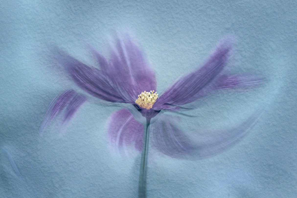 My Favorite Cosmos Poster och Canvastavla