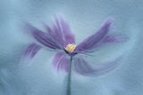 My Favorite Cosmos Poster och Canvastavla