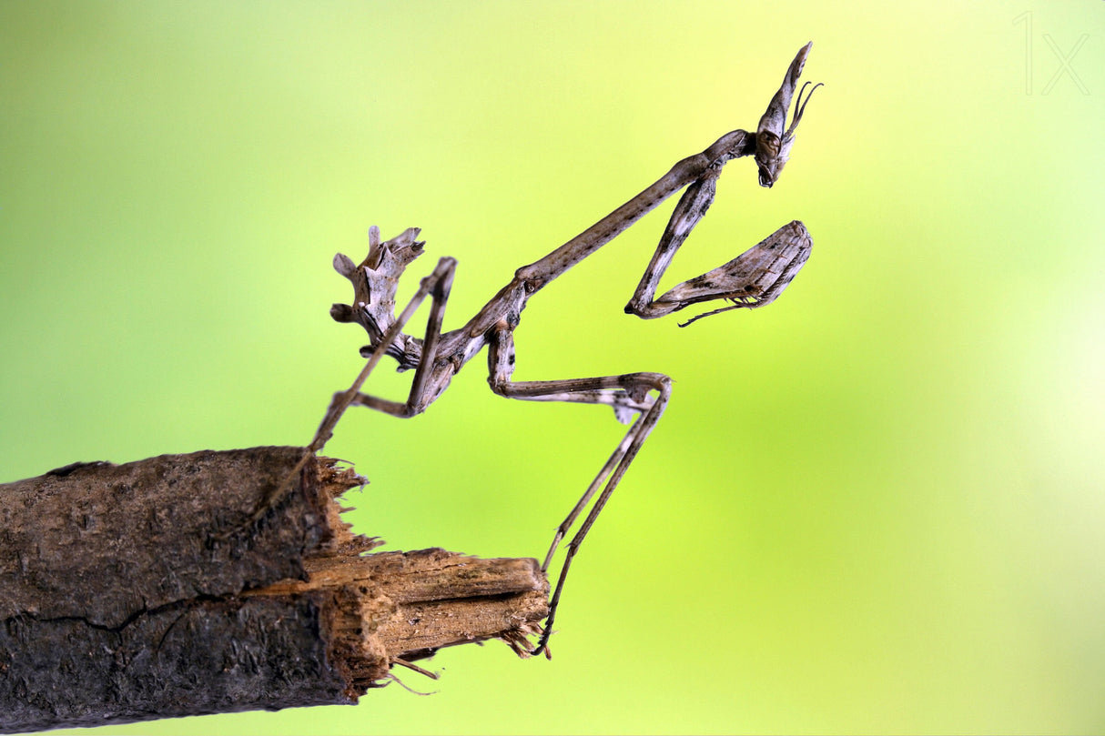 Empusa pennata-larva Poster och Canvastavla