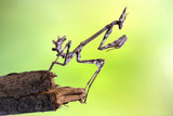 Empusa pennata-larva Poster och Canvastavla