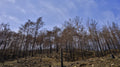 image of a forest after a fire Poster och Canvastavla