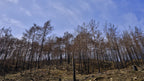 image of a forest after a fire Poster och Canvastavla