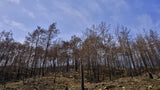 image of a forest after a fire Poster och Canvastavla