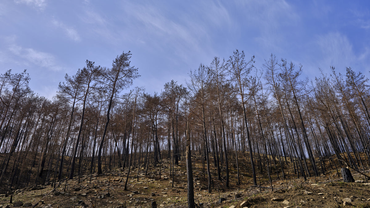image of a forest after a fire Poster och Canvastavla