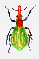 Pseudaplemonus artemisiae Poster och Canvastavla