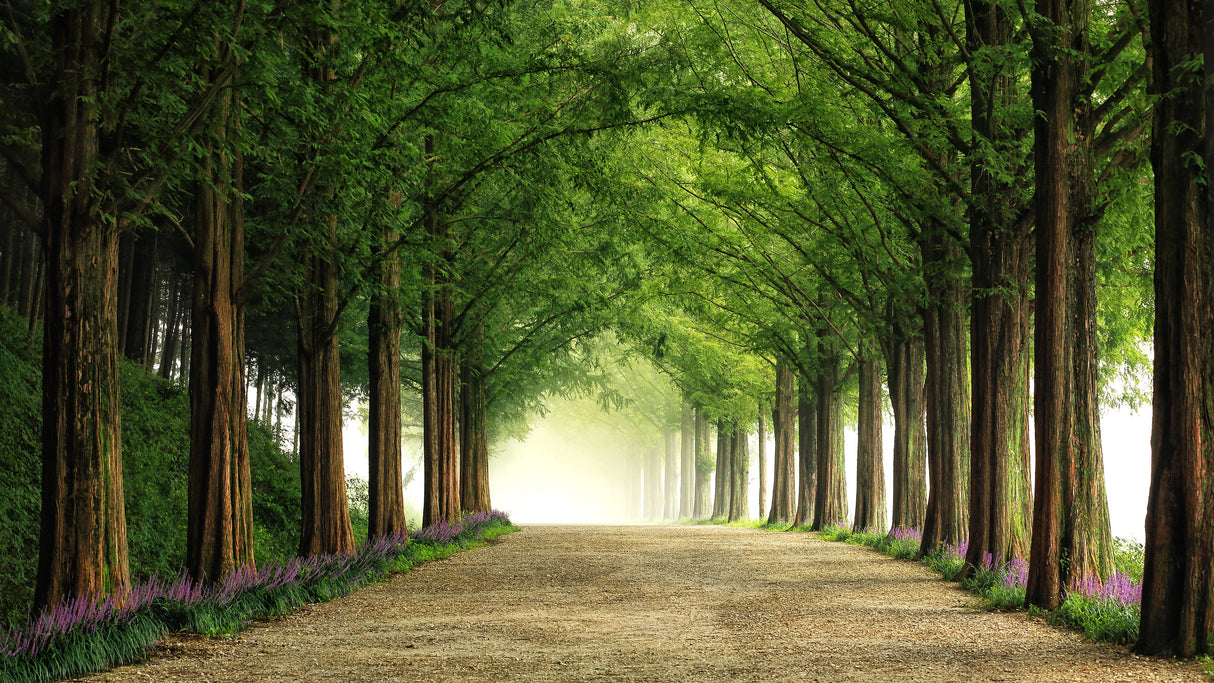Metasequoia Road Poster och Canvastavla