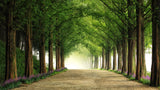 Metasequoia Road Poster och Canvastavla