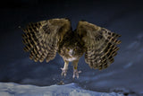 Blackistone's fish owl Poster och Canvastavla
