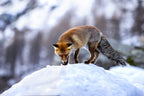 Fox look Poster och Canvastavla