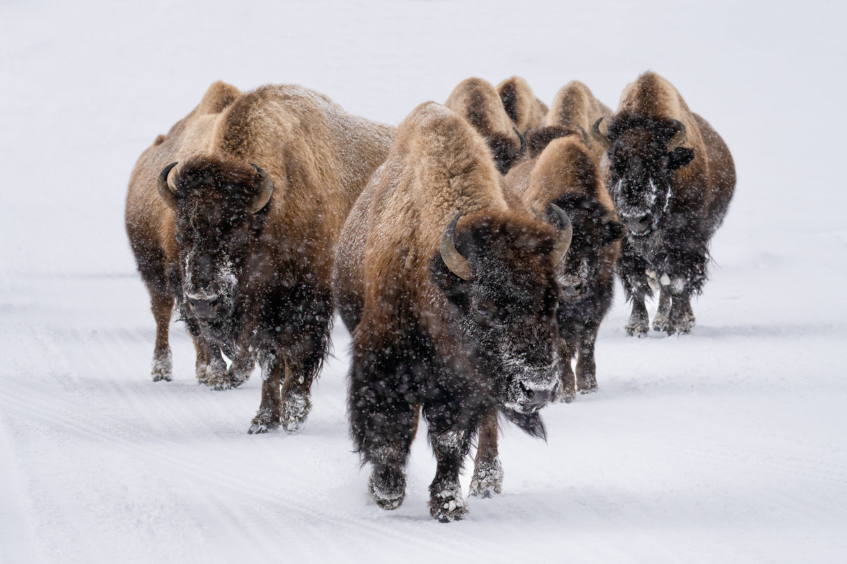 The herd Poster och Canvastavla