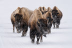 The herd Poster och Canvastavla