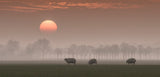 Sunset Poster och Canvastavla