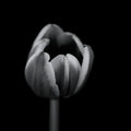 Tulip in mono Poster och Canvastavla