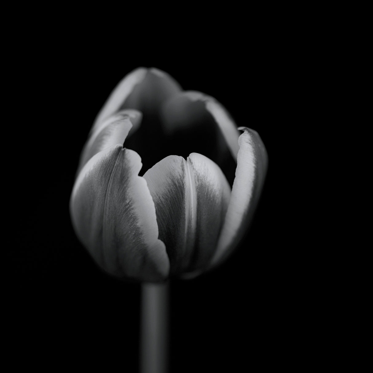 Tulip in mono Poster och Canvastavla