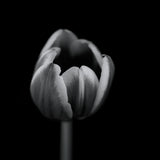 Tulip in mono Poster och Canvastavla