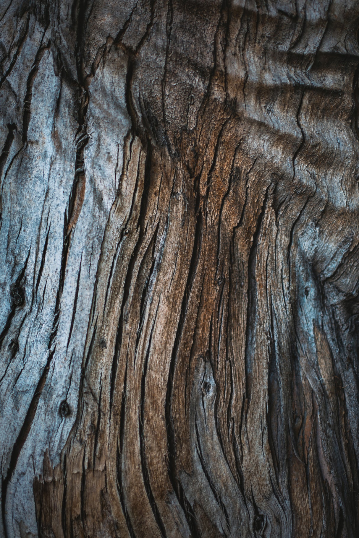 Eucalyptus Texture Poster och Canvastavla