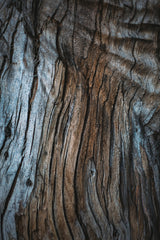 Eucalyptus Texture Poster och Canvastavla