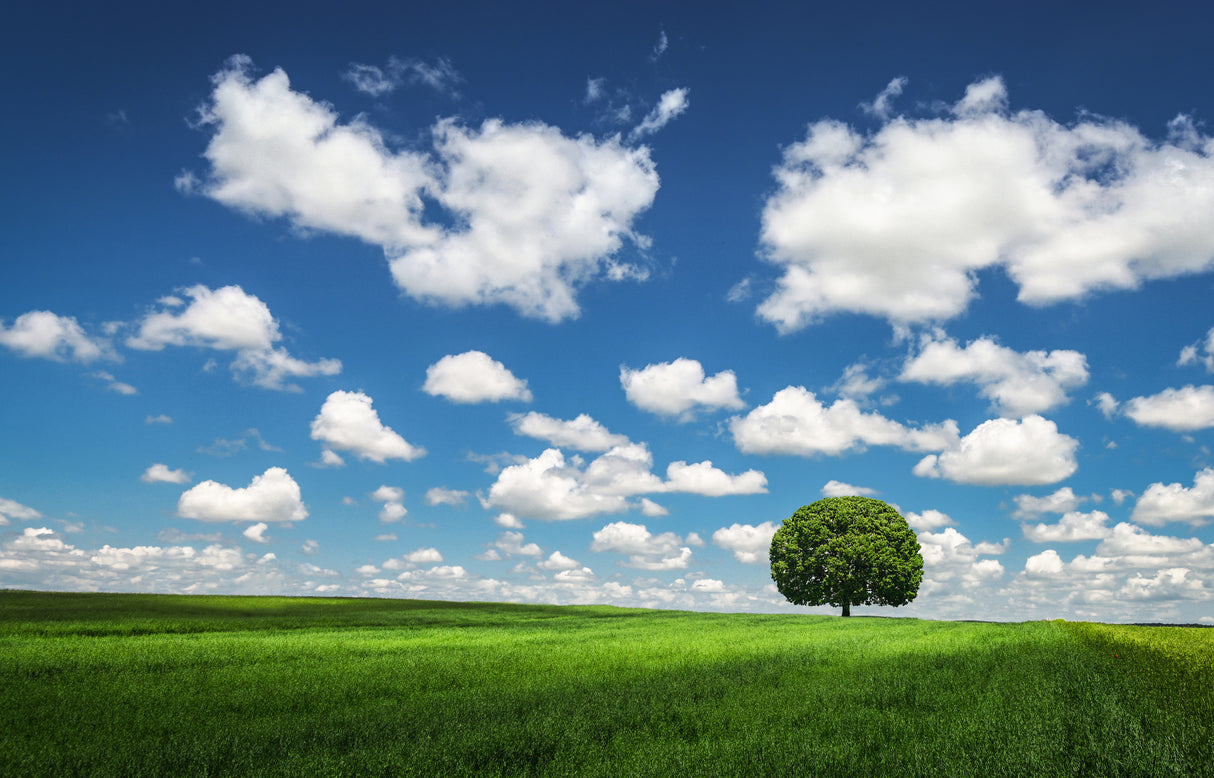 Lonely Tree Poster och Canvastavla