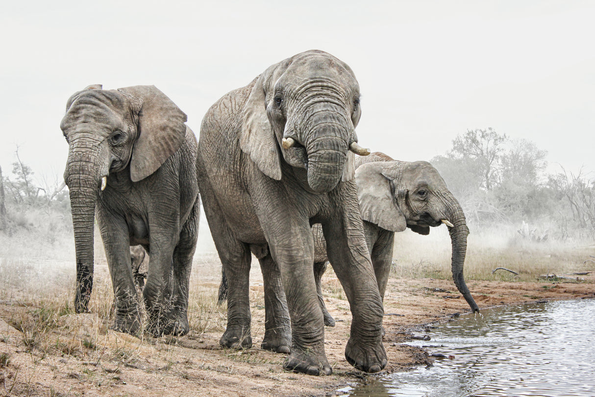 Four Elephants Poster och Canvastavla